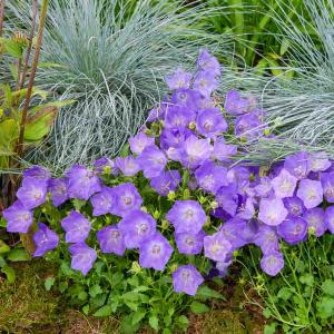 Campanule des Carpates Bleue